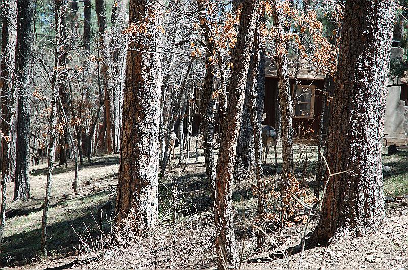 Deer at the cabin next to us.JPG